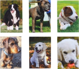 Petit carnet Chien 40 feuilles