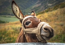 Puzzle âne dans les montagnes 500 pièces DINO
