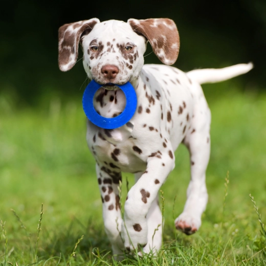 Couleurs contrastées pour un suivi facile