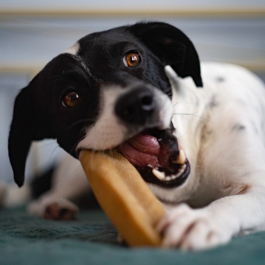 Divertissement à mâcher naturel, dur et longue durée