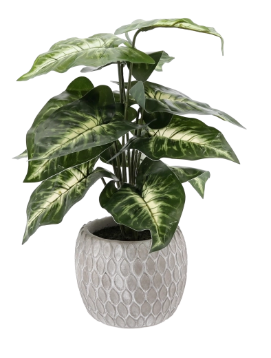 Décoration annuelle sans entretien