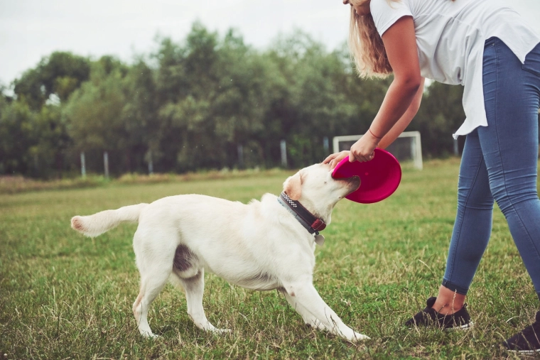 Haute visibilité au parc et en vol