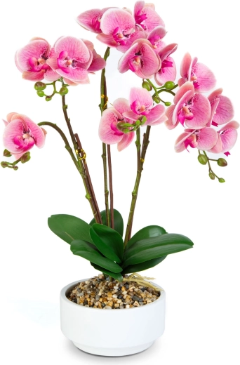 Aspect réaliste de l’orchidée