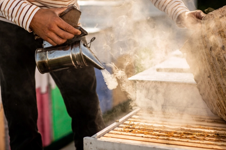 Apaisement précis des abeilles lors de l’inspection de la ruche