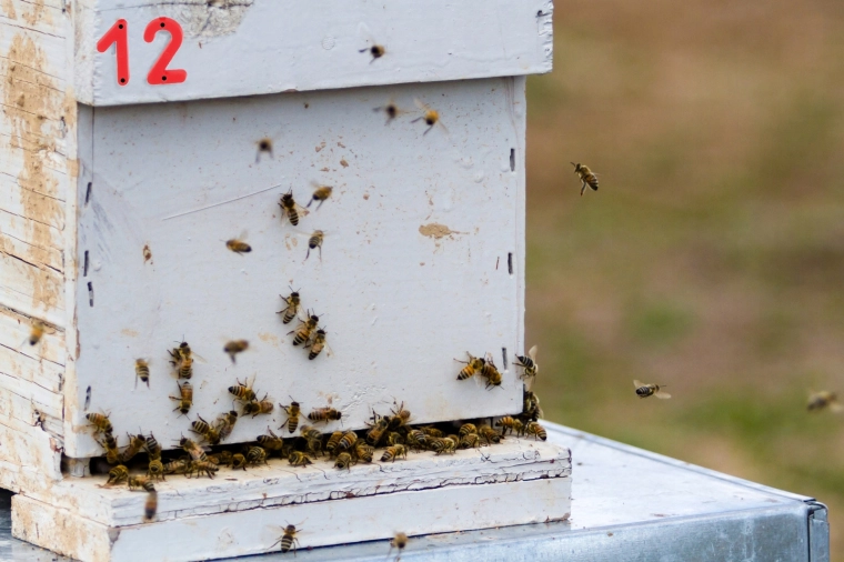 Visibilité claire au rucher