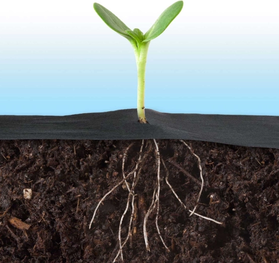 Meilleur microclimat et racines plus fortes