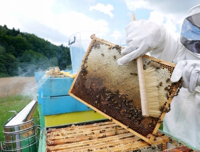 Balayage délicat des abeilles sans stress