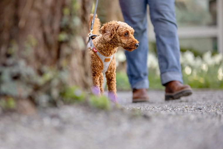 Détails de sécurité : réfléchissants et DogFinder ID