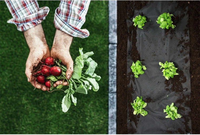 Massifs propres et semis en bonne santé
