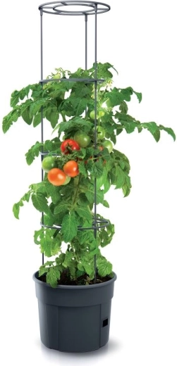 Idéal pour les tomates et autres plantes grimpantes