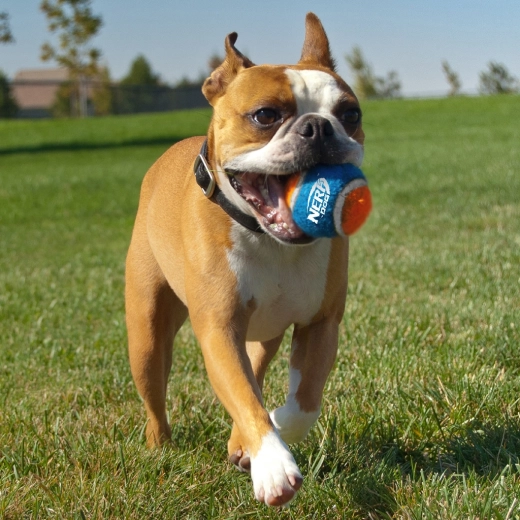 Haute résistance et excellent rebond