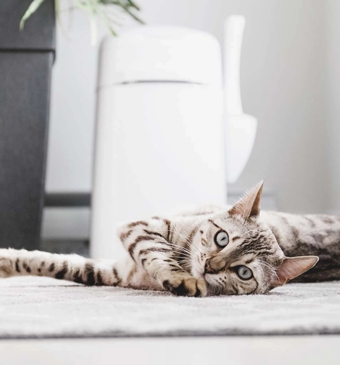 Accessoires pratiques et transport