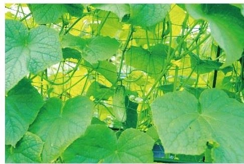 Support solide pour une croissance saine