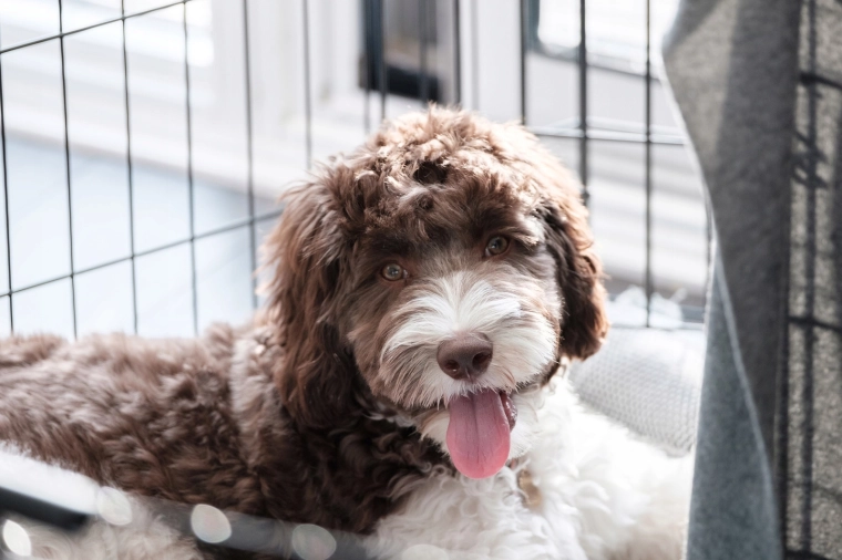 Espace confortable pour le repos des chiens moyens