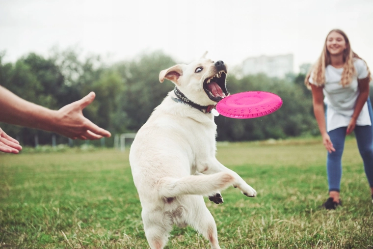 Vol stable et saisie facile