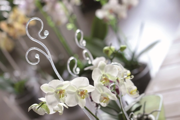 Soutien sûr pour orchidées