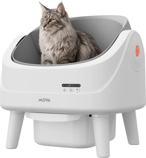 Un espace ouvert et sûr pour le chat
