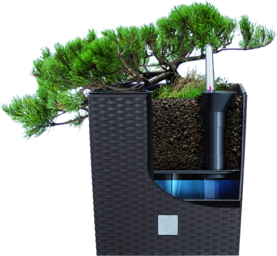 Insert amovible pour une plantation facile