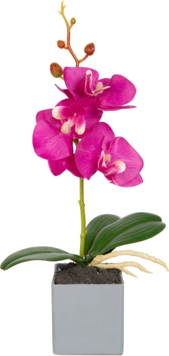 Aspect réaliste de l’orchidée