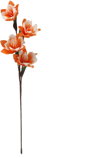 Plusieurs fleurs sur une même tige