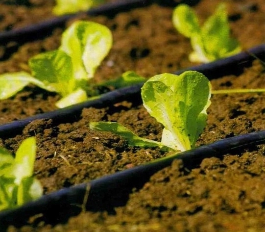 Arrosage goutte à goutte ciblé pour une croissance saine