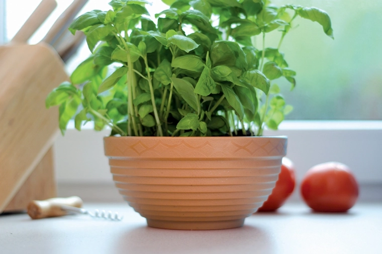 Accessoire stylé pour les herbes en cuisine