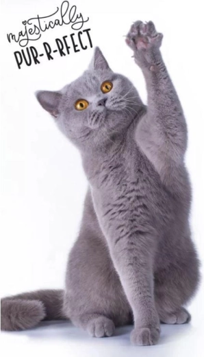 Serviette chaton