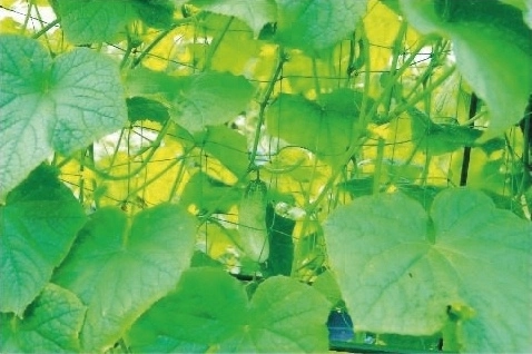 Installation facile et guidage des plantes