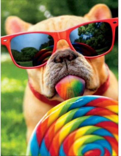 Tableau à peindre par numéros sur châssis 40 × 50 cm – chien avec lunettes