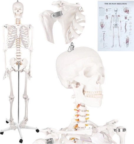 Squelette anatomique humain Glimz 170 cm