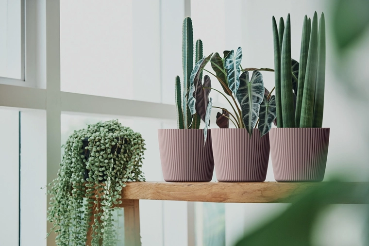 Décoration élégante pour la maison et le balcon