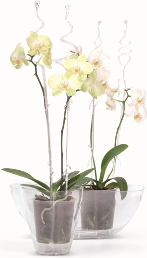 Idéal pour la culture des orchidées