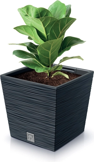 Forme pratique pour la stabilité des plantes