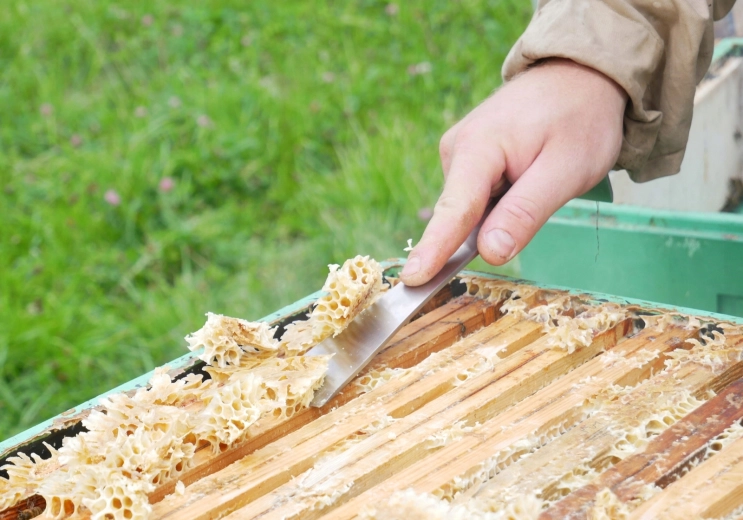 Grattage précis de la cire et de la propolis
