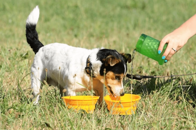 Hydratation et alimentation partout grâce au 2-en-1