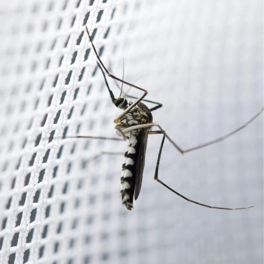 Barrière efficace contre les moustiques et les insectes
