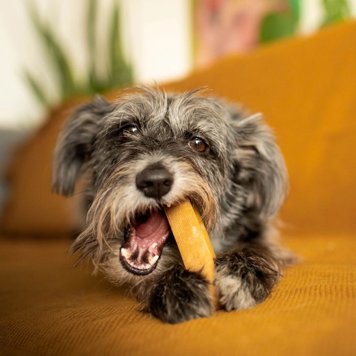 Taille idéale pour les petits et moyens chiens