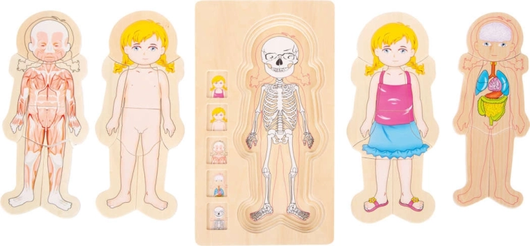 L’anatomie en couches clairement présentées