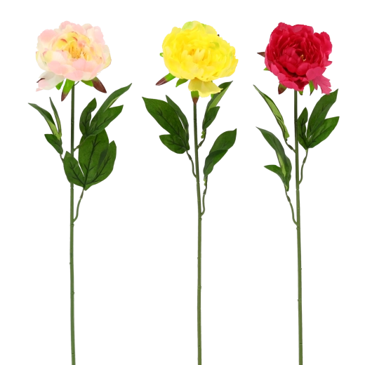 Beauté réaliste sans entretien