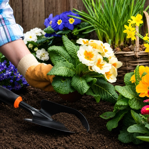 Idéale pour la plantation et le repiquage