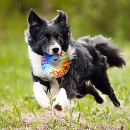 Couineur stimulant la motivation de jeu