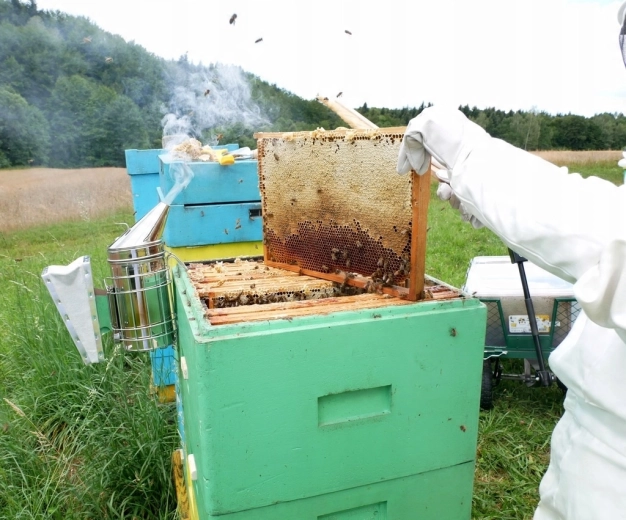 Assistant idéal pour la récolte du miel