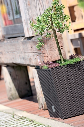 Plantation facilitée grâce à l’insert amovible