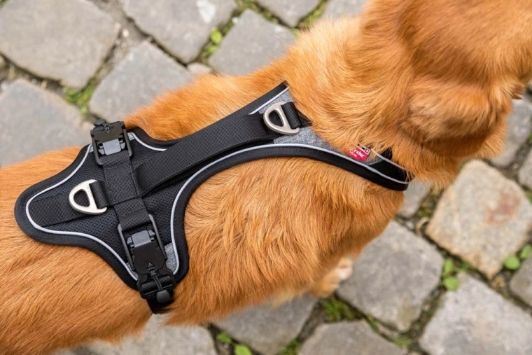 Sécurité dans l’obscurité et meilleur contrôle du chien