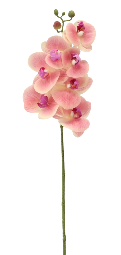 Sans entretien et aspect toujours frais