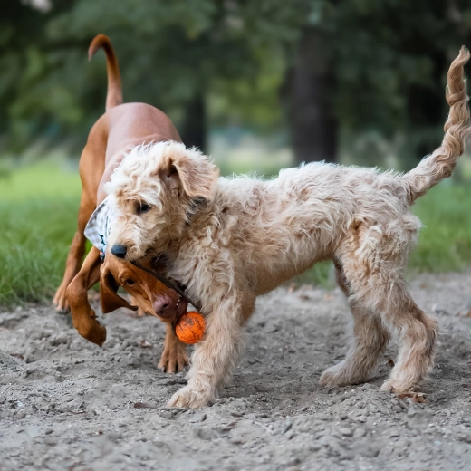 Corde pour lancer et tirer