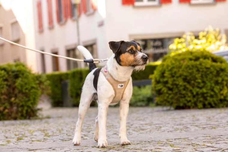 Sécurité à chaque pas