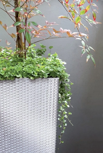 Insert intérieur pratique pour une plantation facile