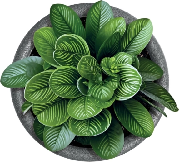 Idéal pour les plantes d’intérieur et d’extérieur