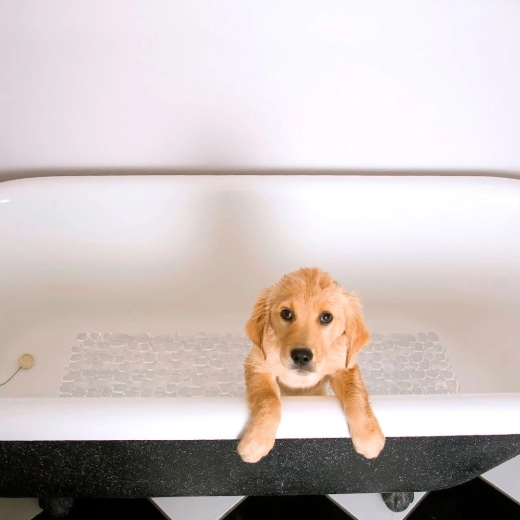 Confort et protection des pieds